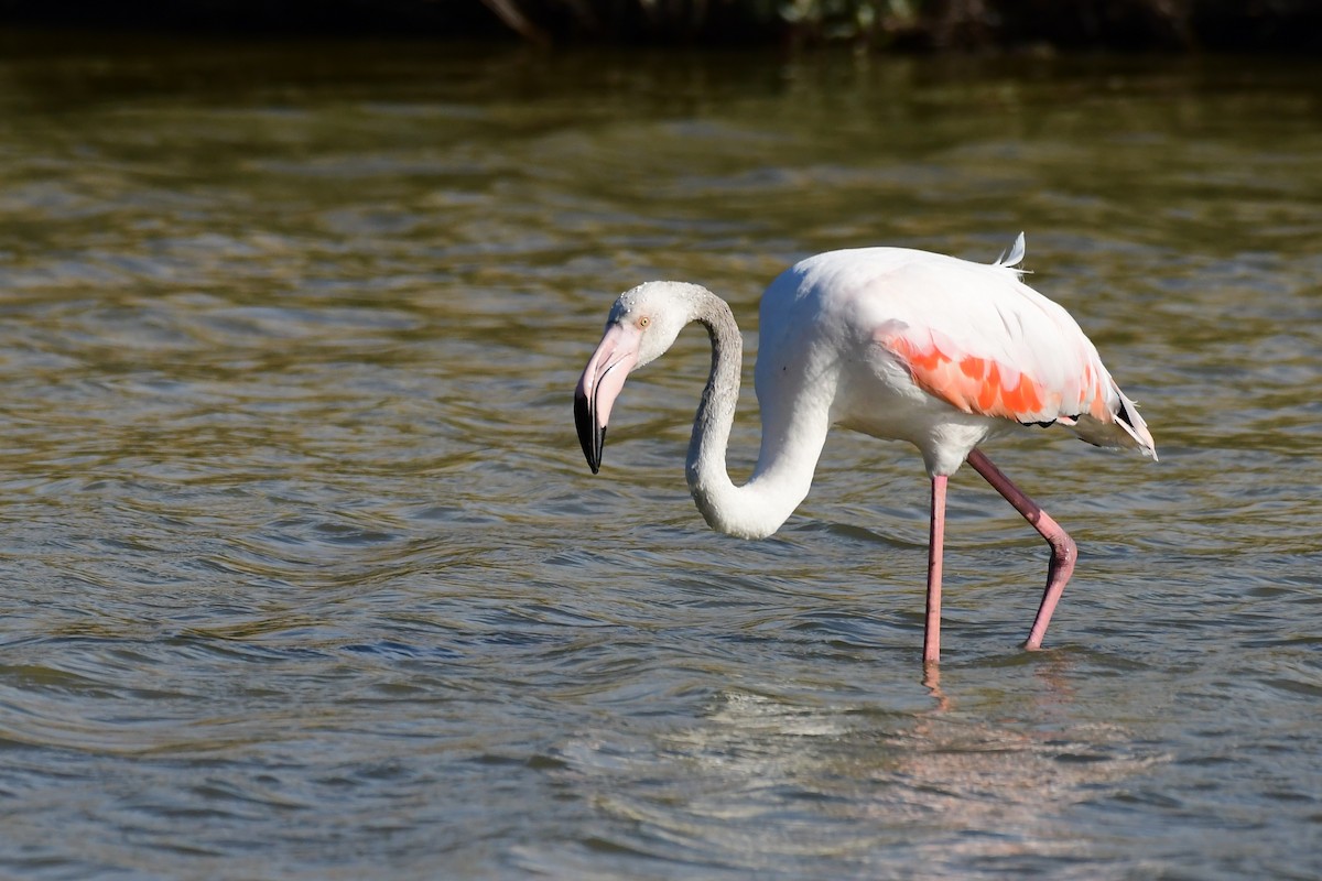Greater Flamingo - ML620133412
