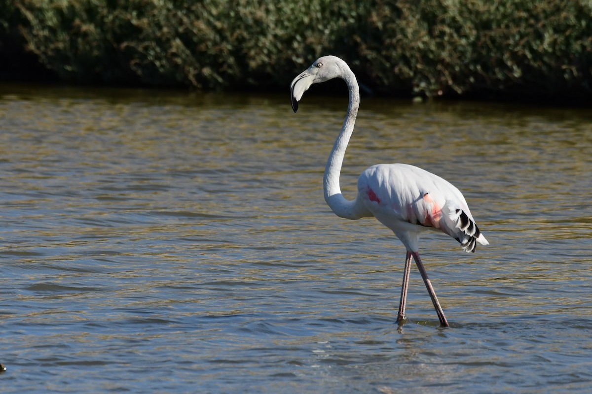 Greater Flamingo - ML620133413