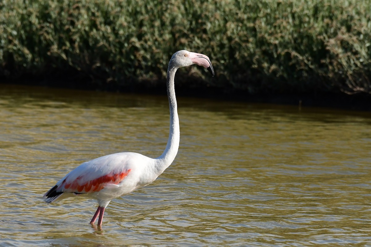 Greater Flamingo - ML620133415