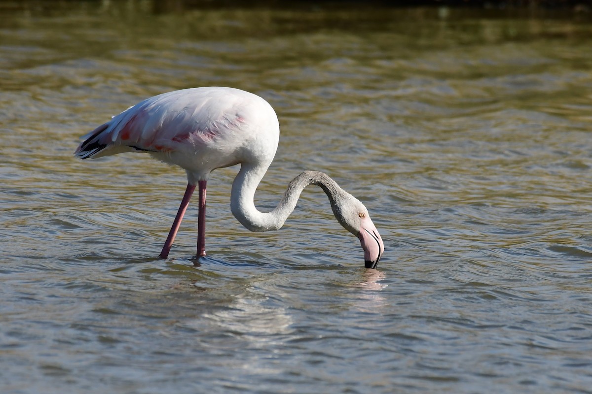 Greater Flamingo - ML620133417