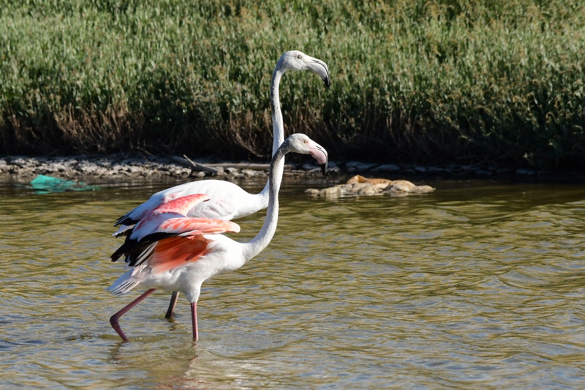 Greater Flamingo - ML620133419