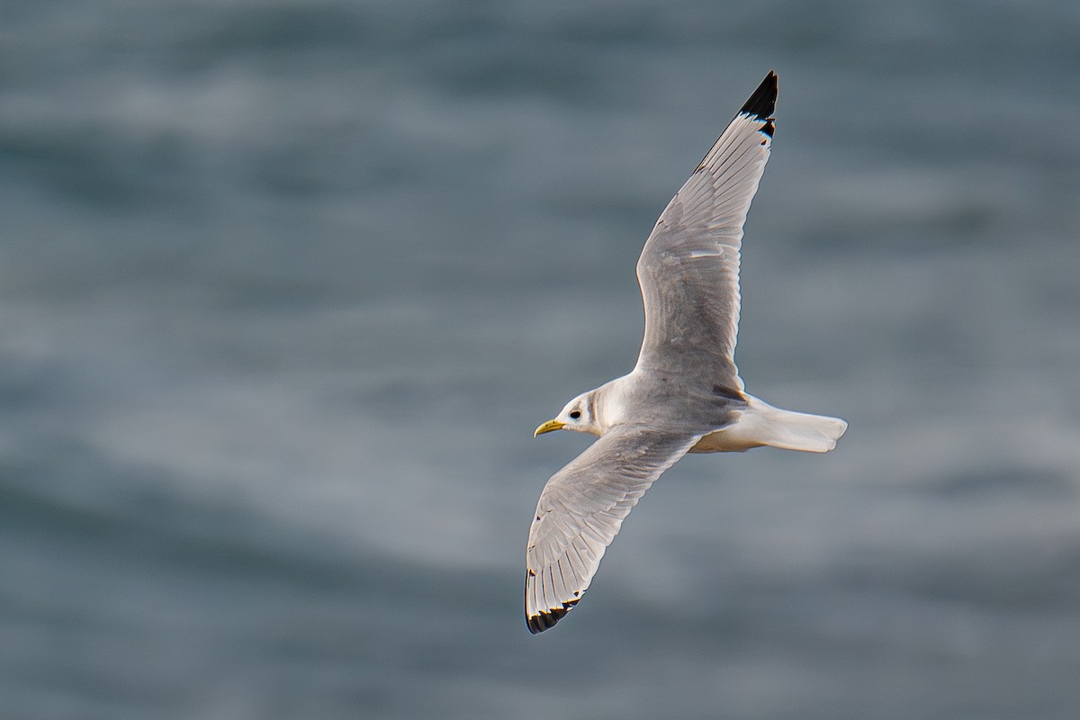 Mouette tridactyle - ML620133423