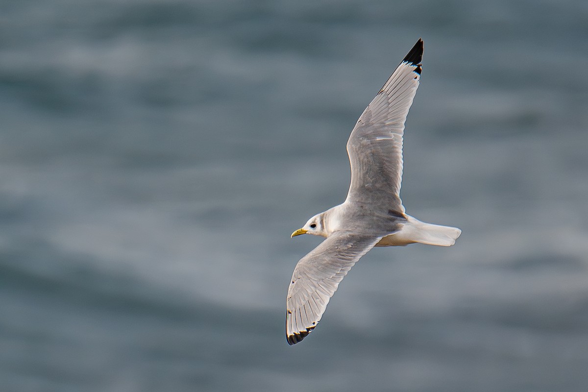 Black-legged Kittiwake - ML620133423