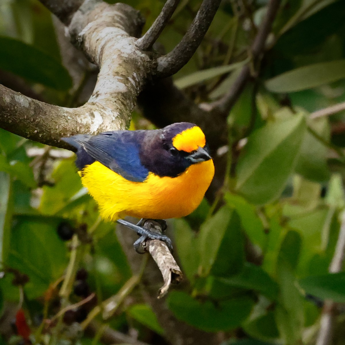 Violaceous Euphonia - ML620133424