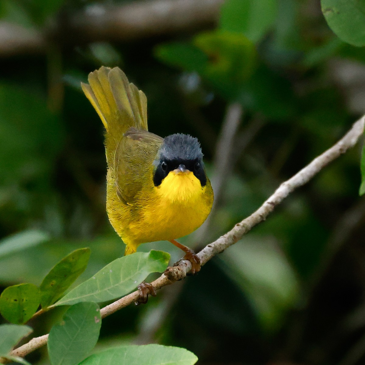 Southern Yellowthroat - ML620133433