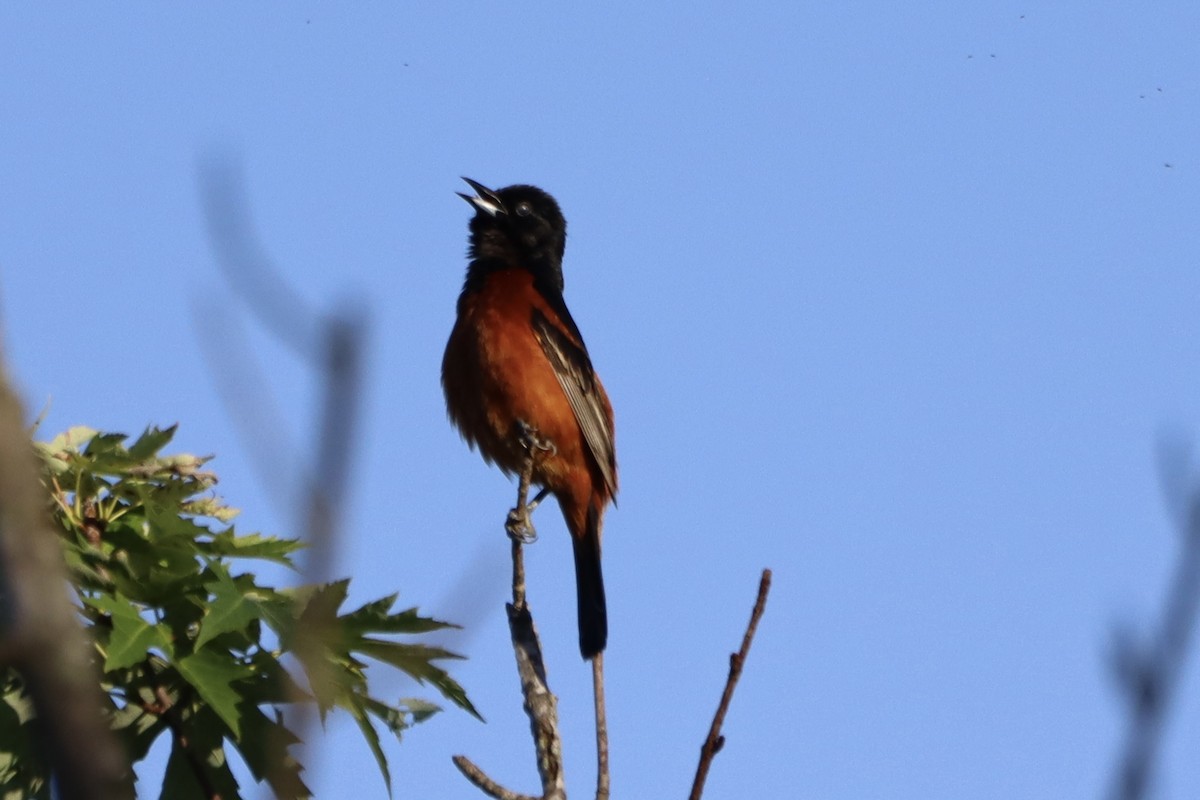 Orchard Oriole - ML620133436