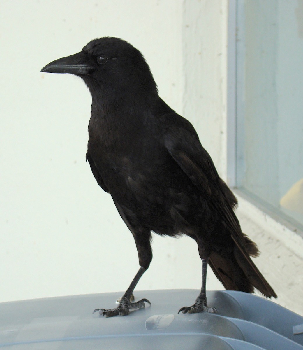 American Crow - ML620133438