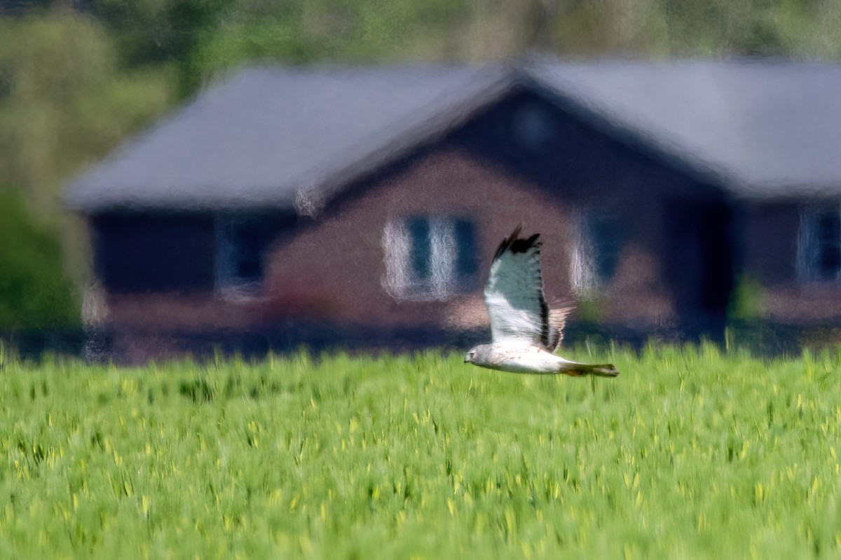 Northern Harrier - ML620133452