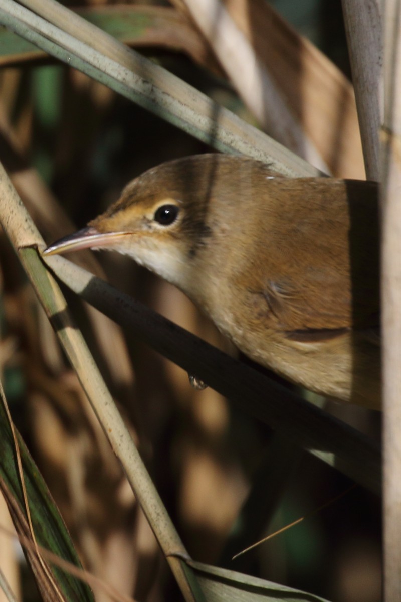 Common Reed Warbler - ML620133453