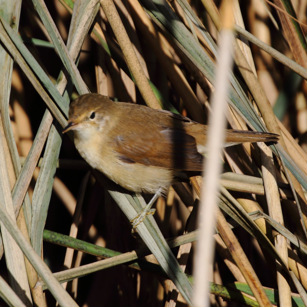 Common Reed Warbler - ML620133454