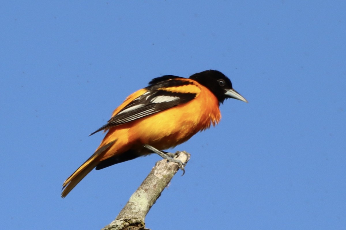 Baltimore Oriole - ML620133455