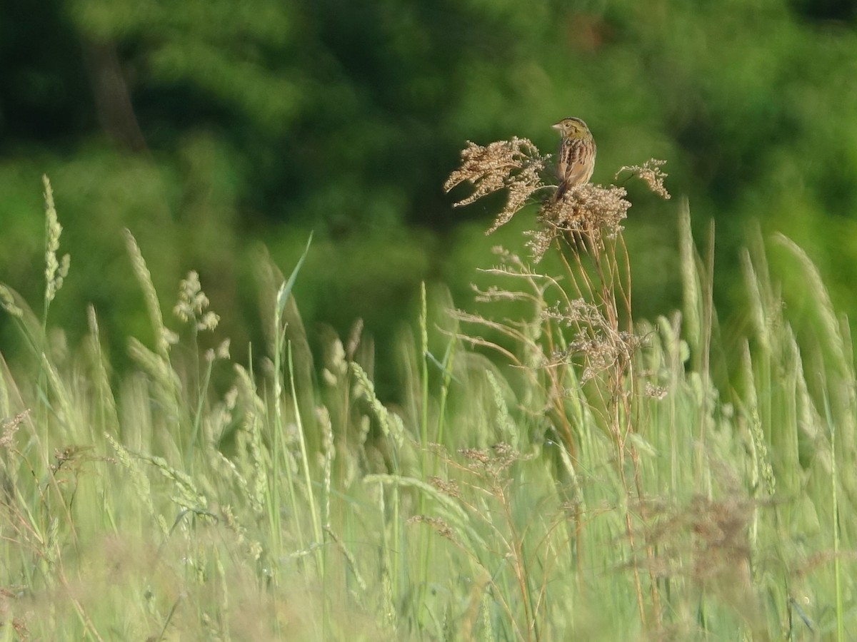 Henslow's Sparrow - ML620133458