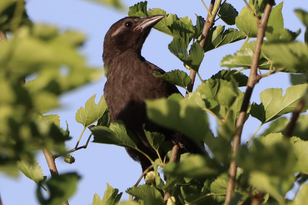 Red-winged Blackbird - ML620133461