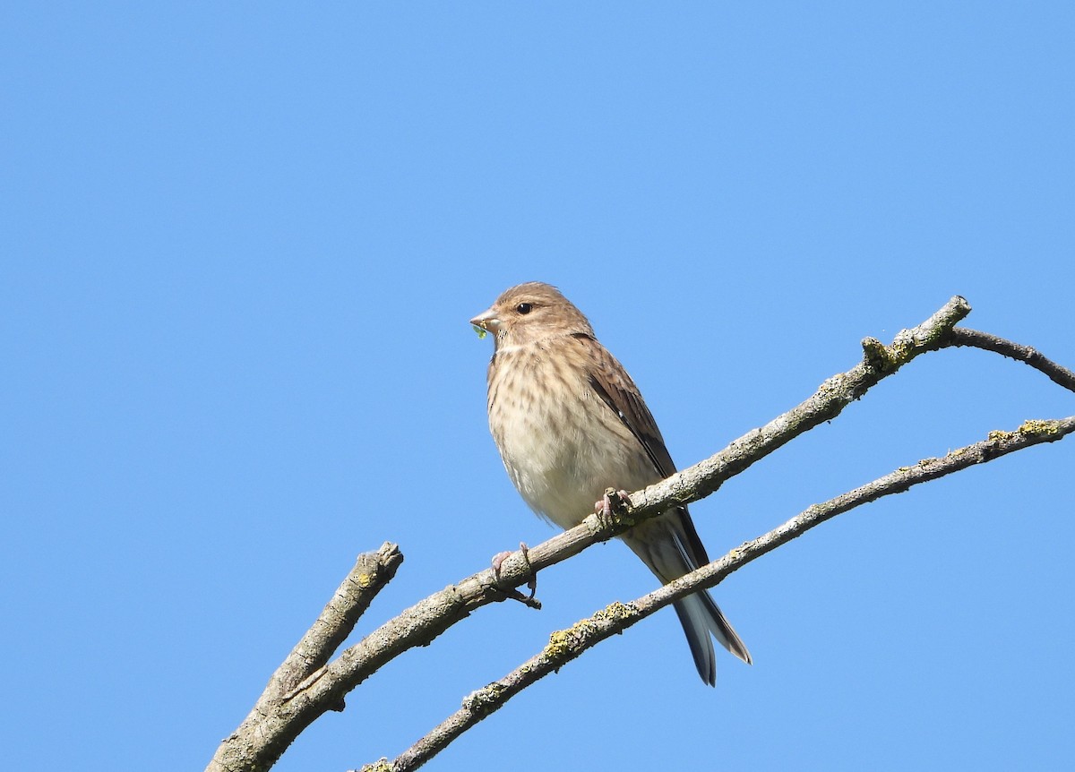 Eurasian Linnet - ML620133471