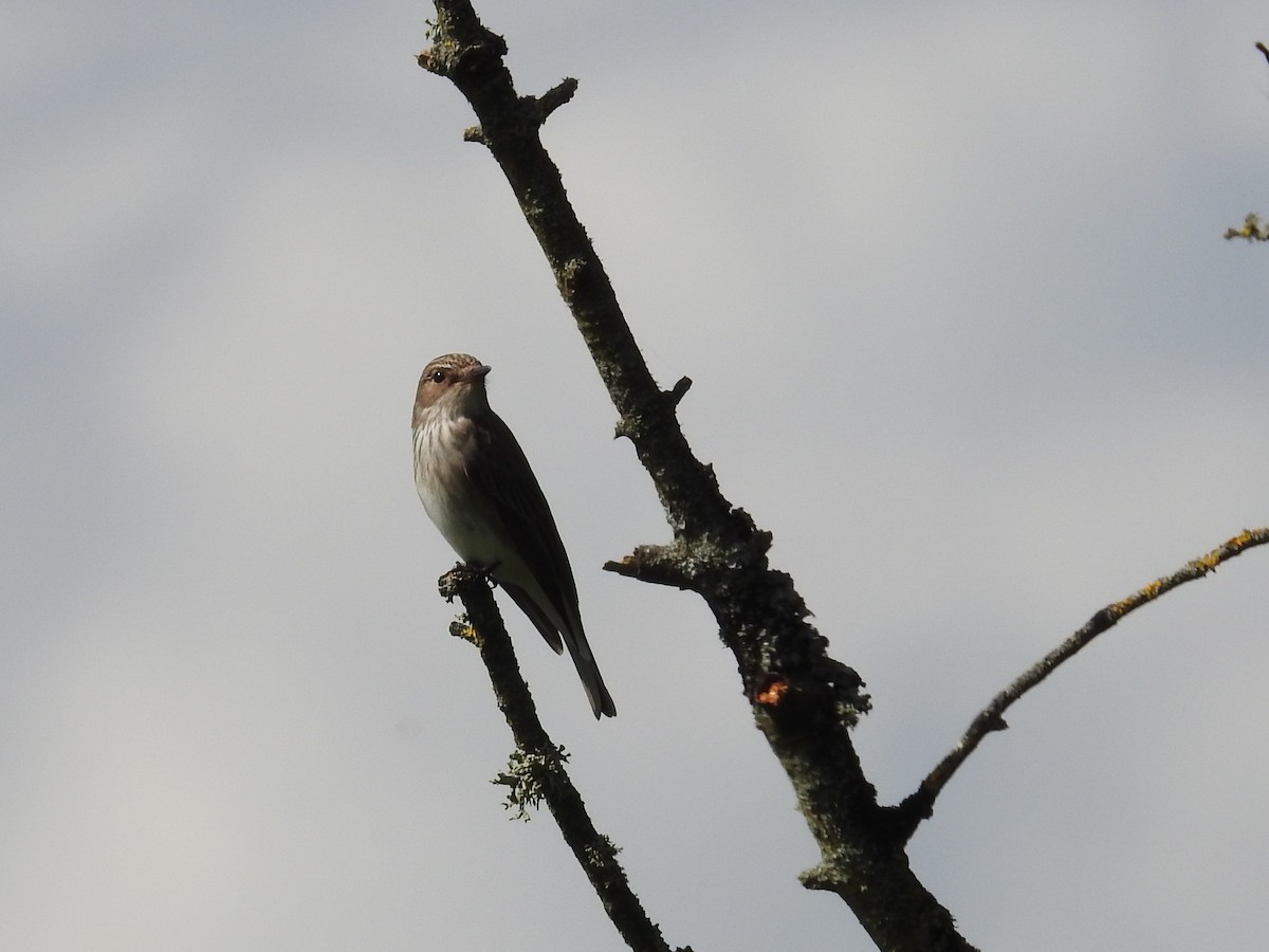 Common Chiffchaff - ML620133478