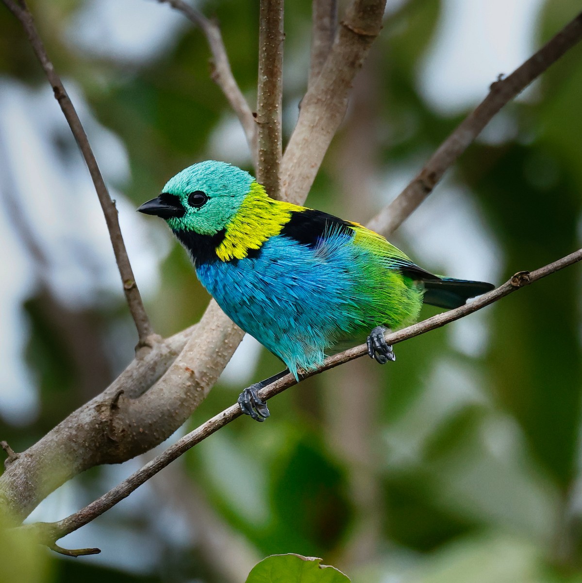 Green-headed Tanager - ML620133481