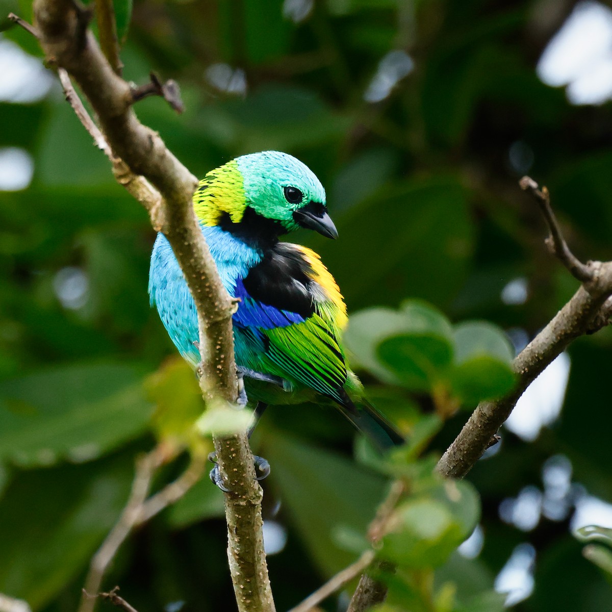 Green-headed Tanager - ML620133482