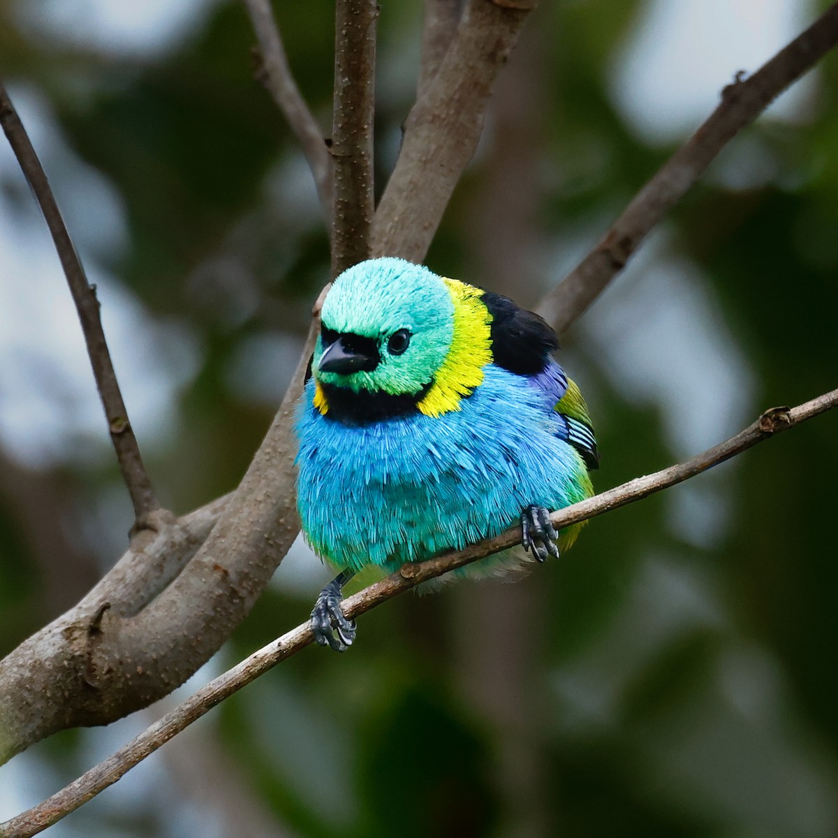 Green-headed Tanager - ML620133483