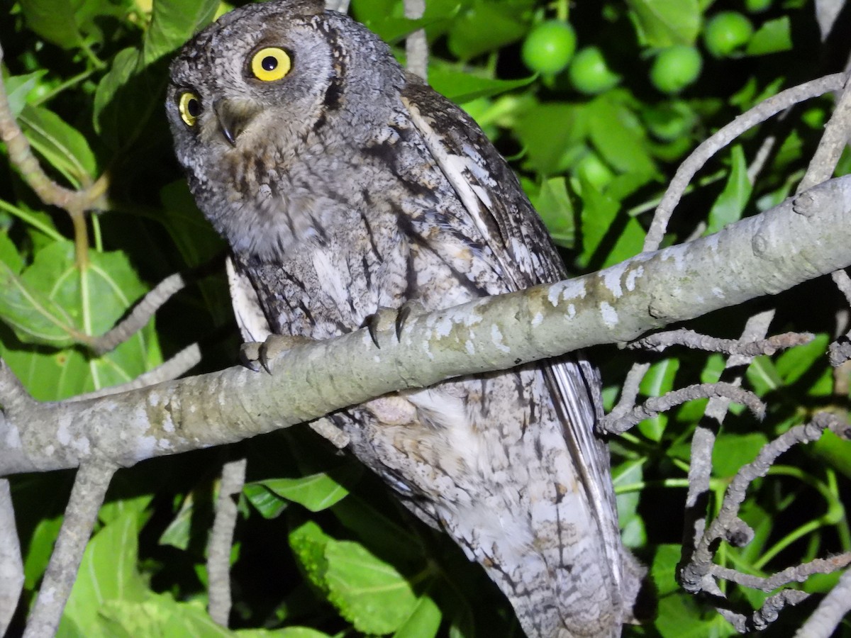 Eurasian Scops-Owl - ML620133491