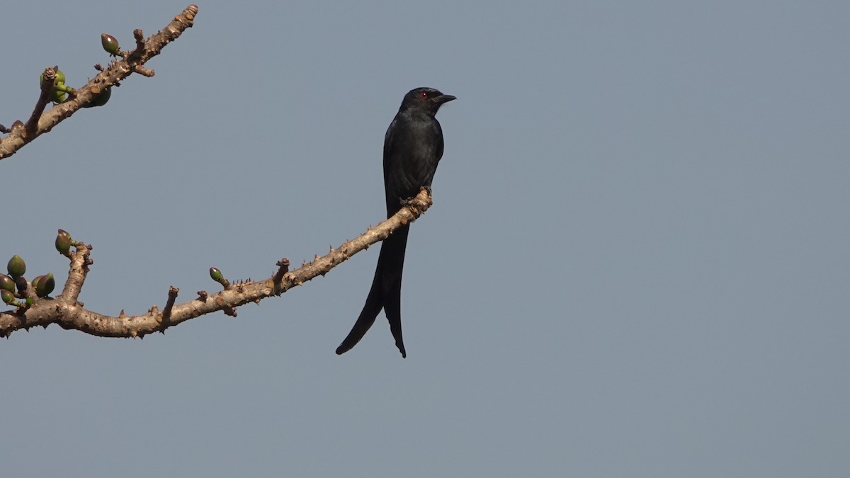 drongo kouřový - ML620133498