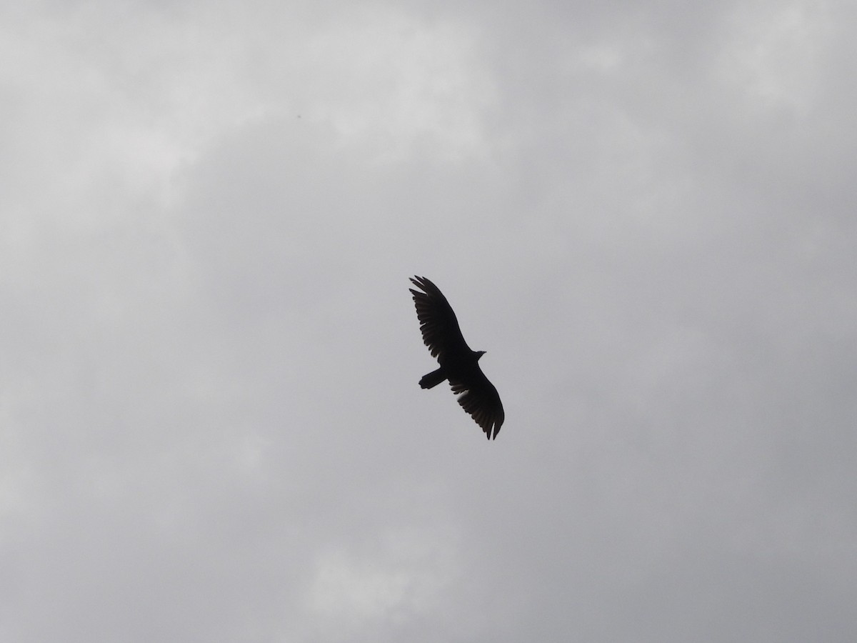 Turkey Vulture - ML620133503