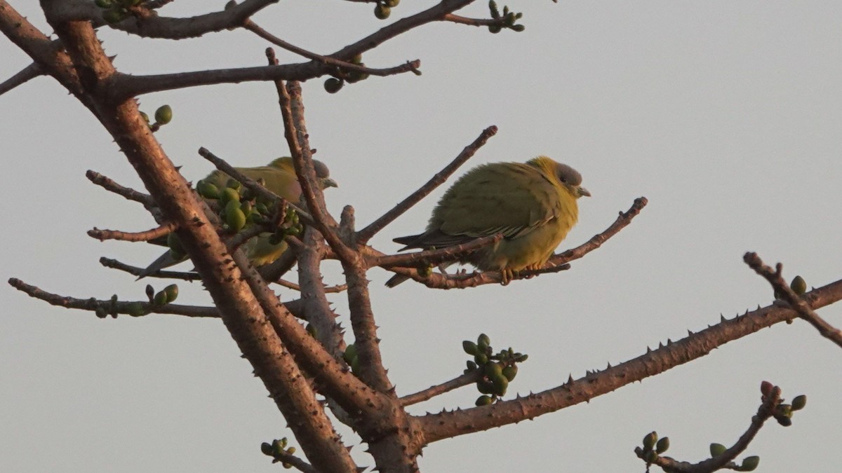 Yellow-footed Green-Pigeon - ML620133509