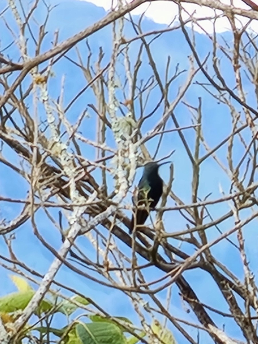 kolibřík tropický - ML620133527