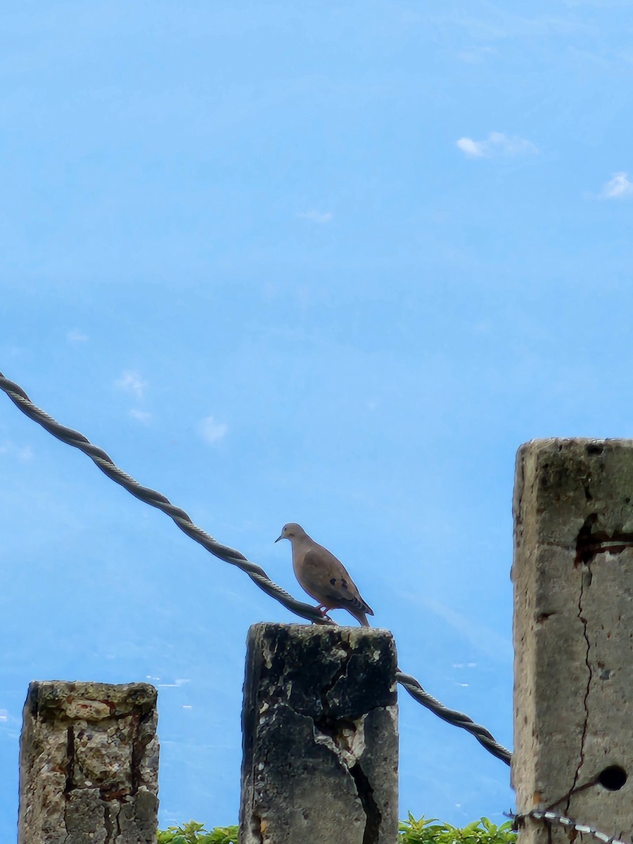 Eared Dove - ML620133529