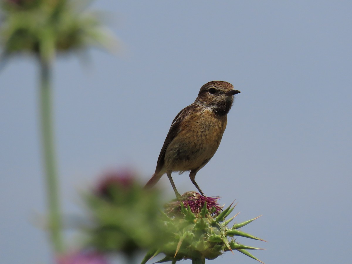 European Stonechat - Federico  Iglesias García