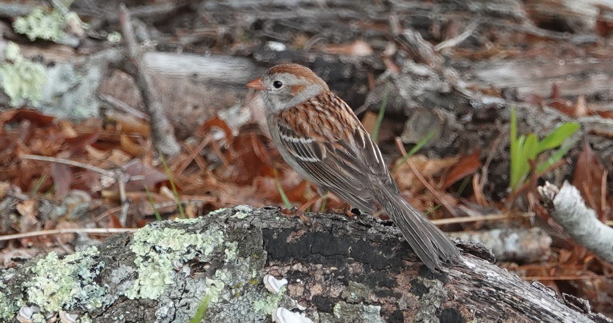 Field Sparrow - ML620133534