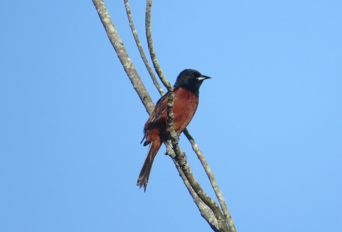 Orchard Oriole - ML620133536
