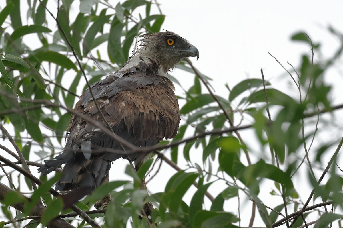 Short-toed Snake-Eagle - ML620133539