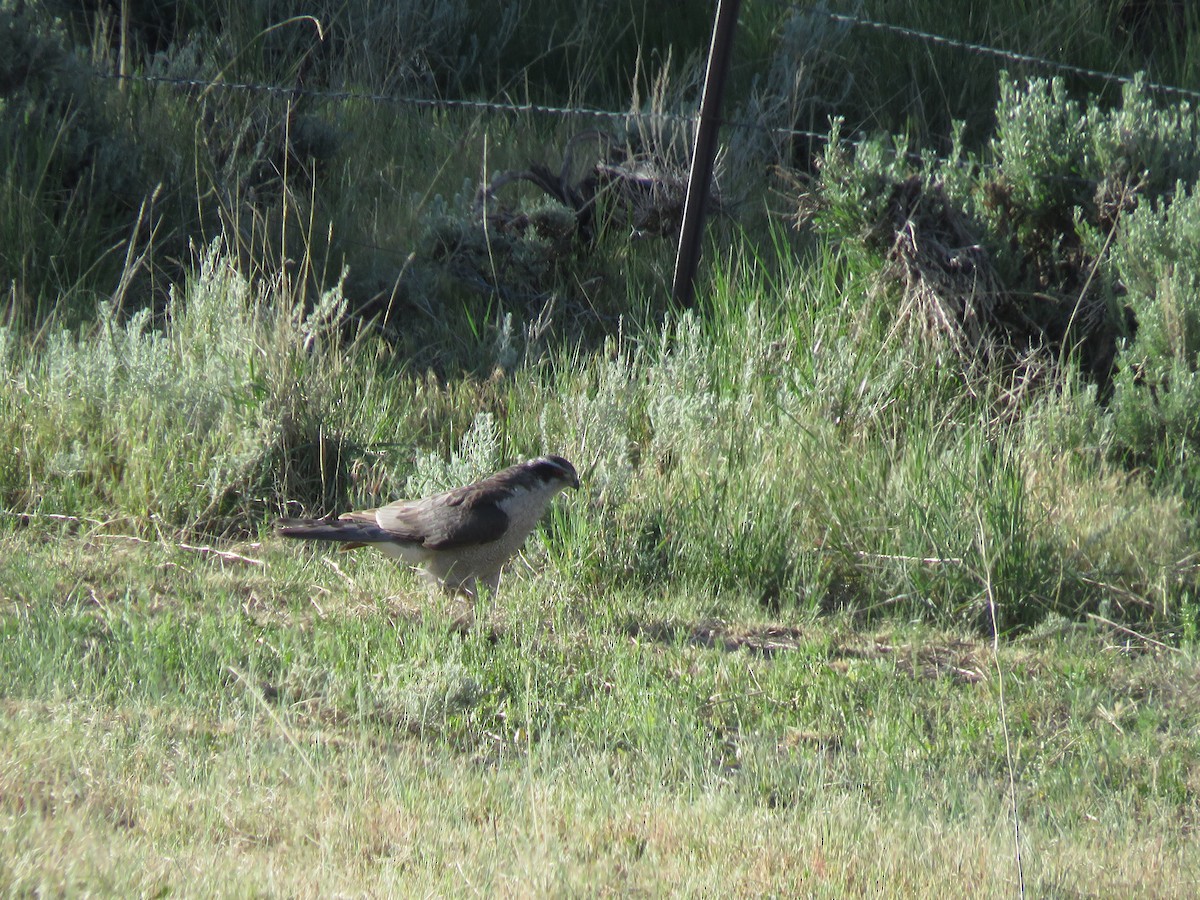 American Goshawk - ML620133551