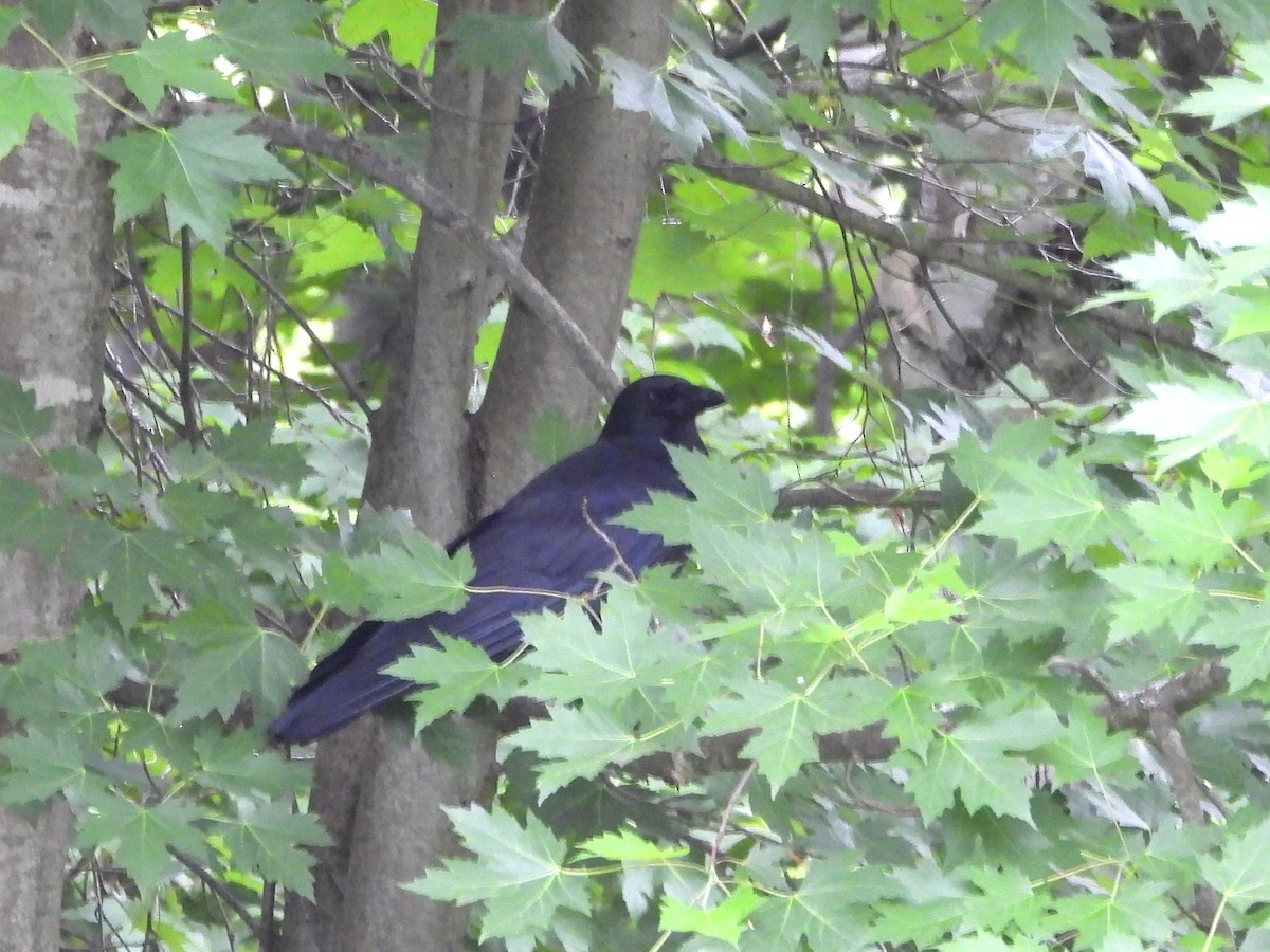 American Crow - ML620133552