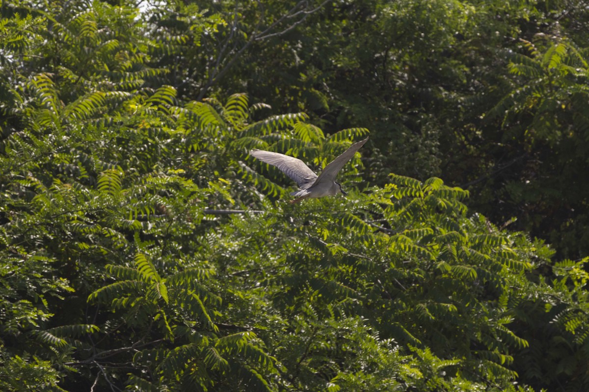 Black-crowned Night Heron - ML620133555