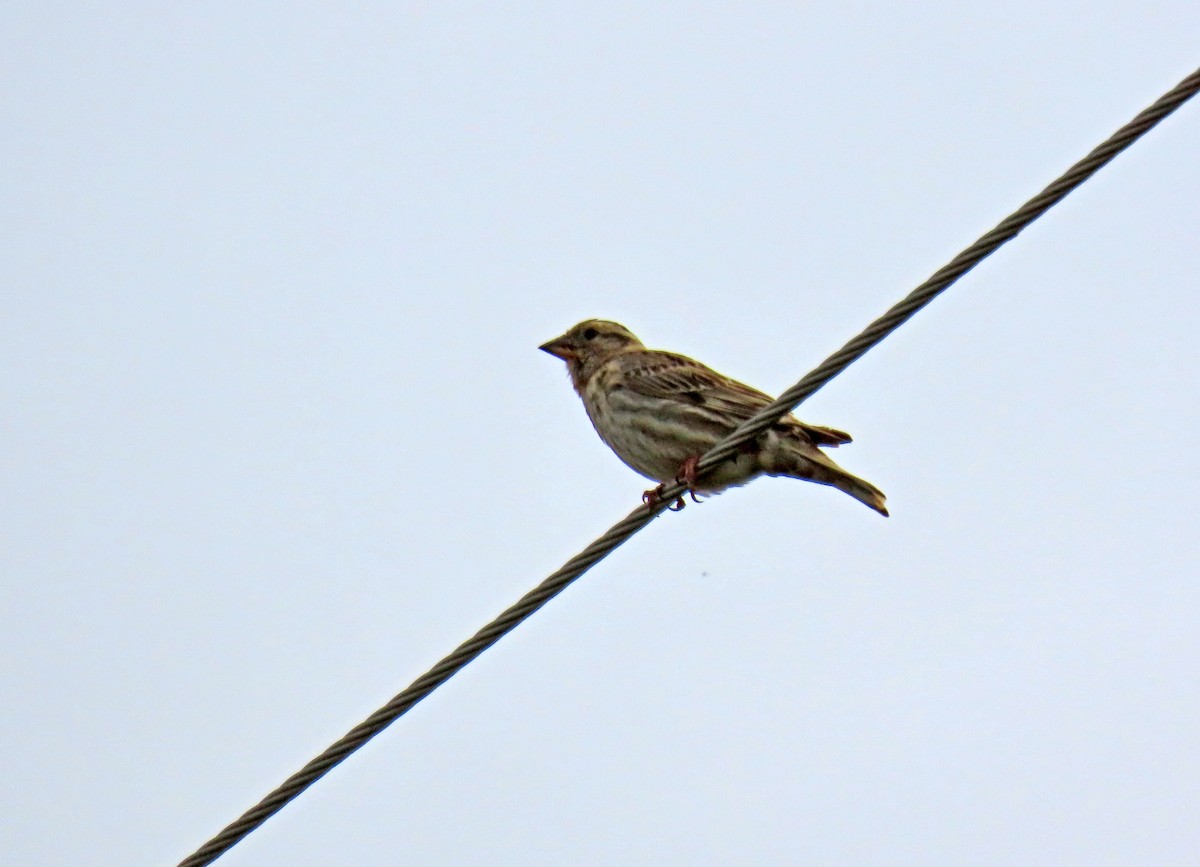 Rock Sparrow - ML620133561