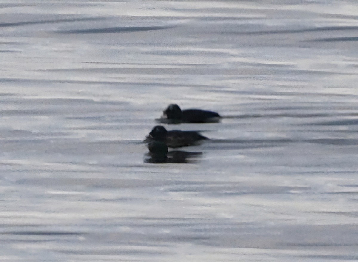 Stejneger's Scoter - ML620133570