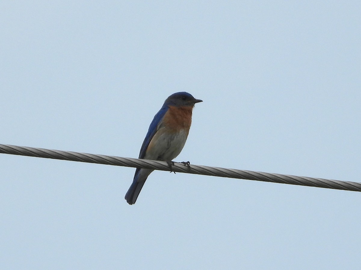 Eastern Bluebird - ML620133571
