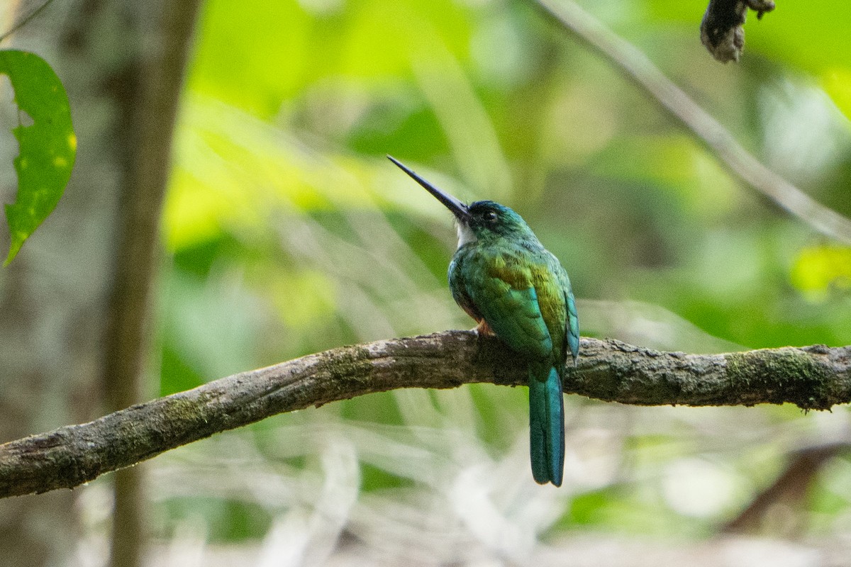 Green-tailed Jacamar - ML620133572