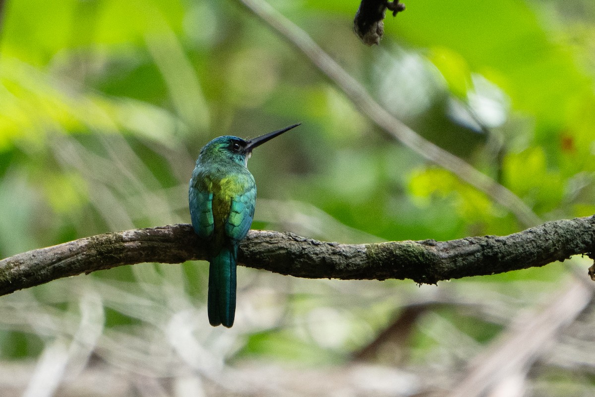 Green-tailed Jacamar - ML620133573