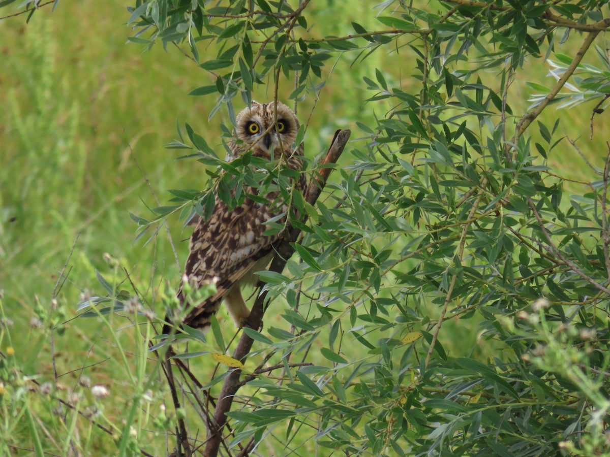 Hibou des marais - ML620133574