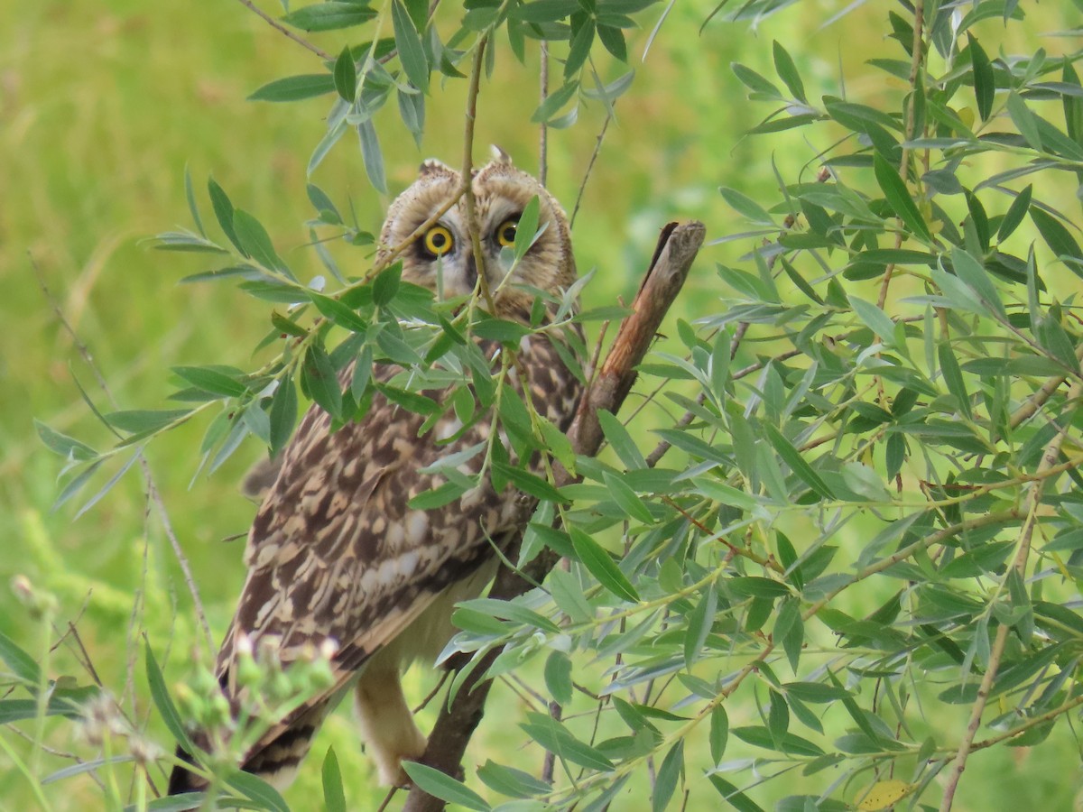 Short-eared Owl - ML620133576