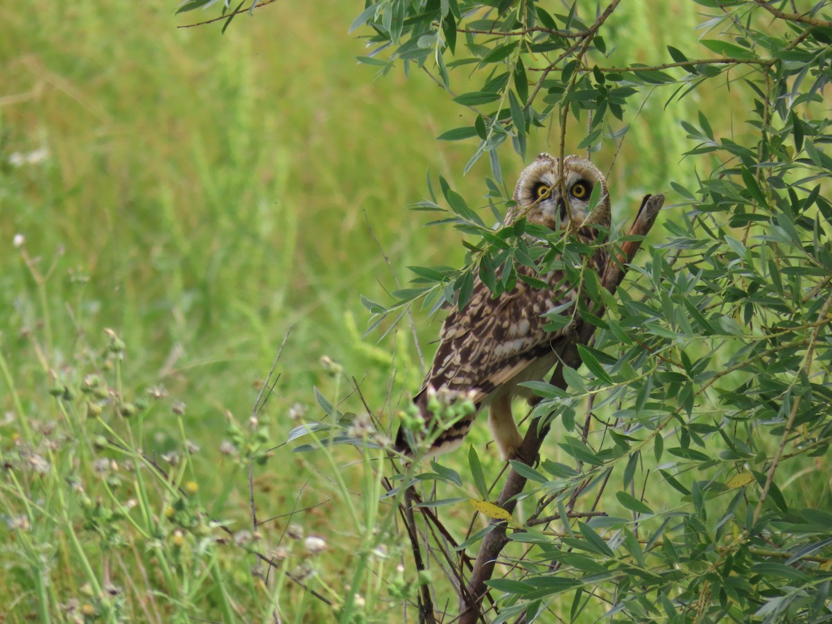 Short-eared Owl - ML620133577