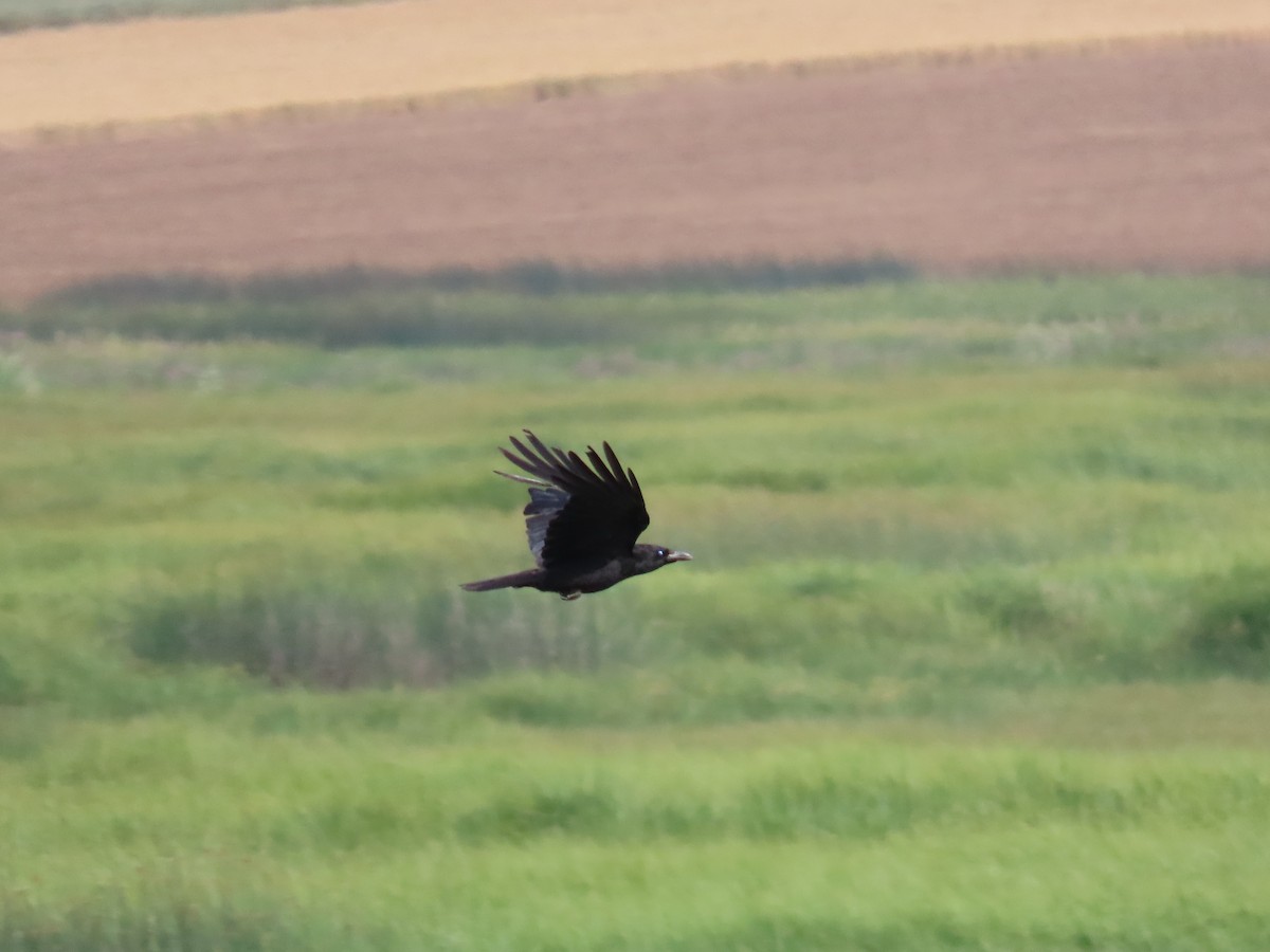 Carrion Crow - ML620133595