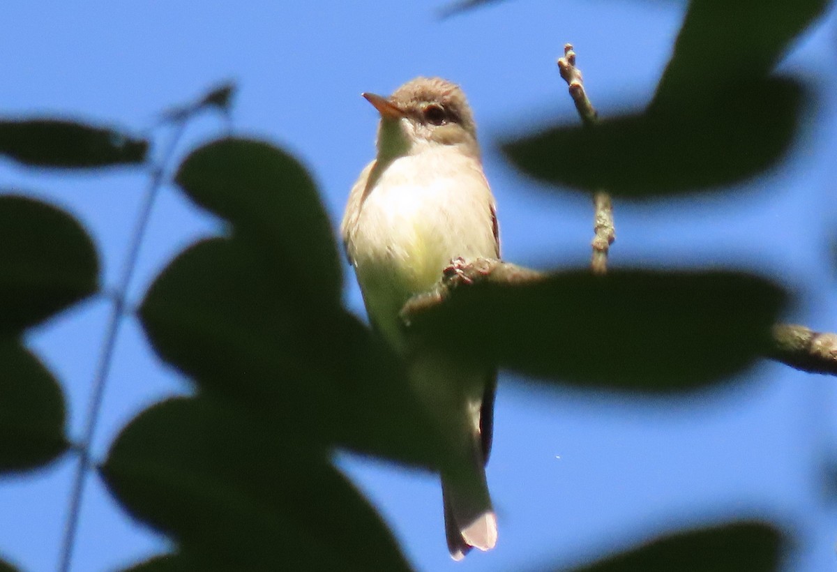 Eastern Wood-Pewee - ML620133599