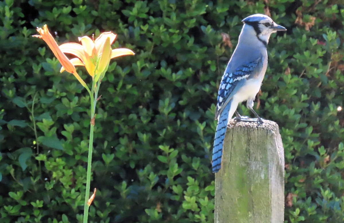 Blue Jay - ML620133601