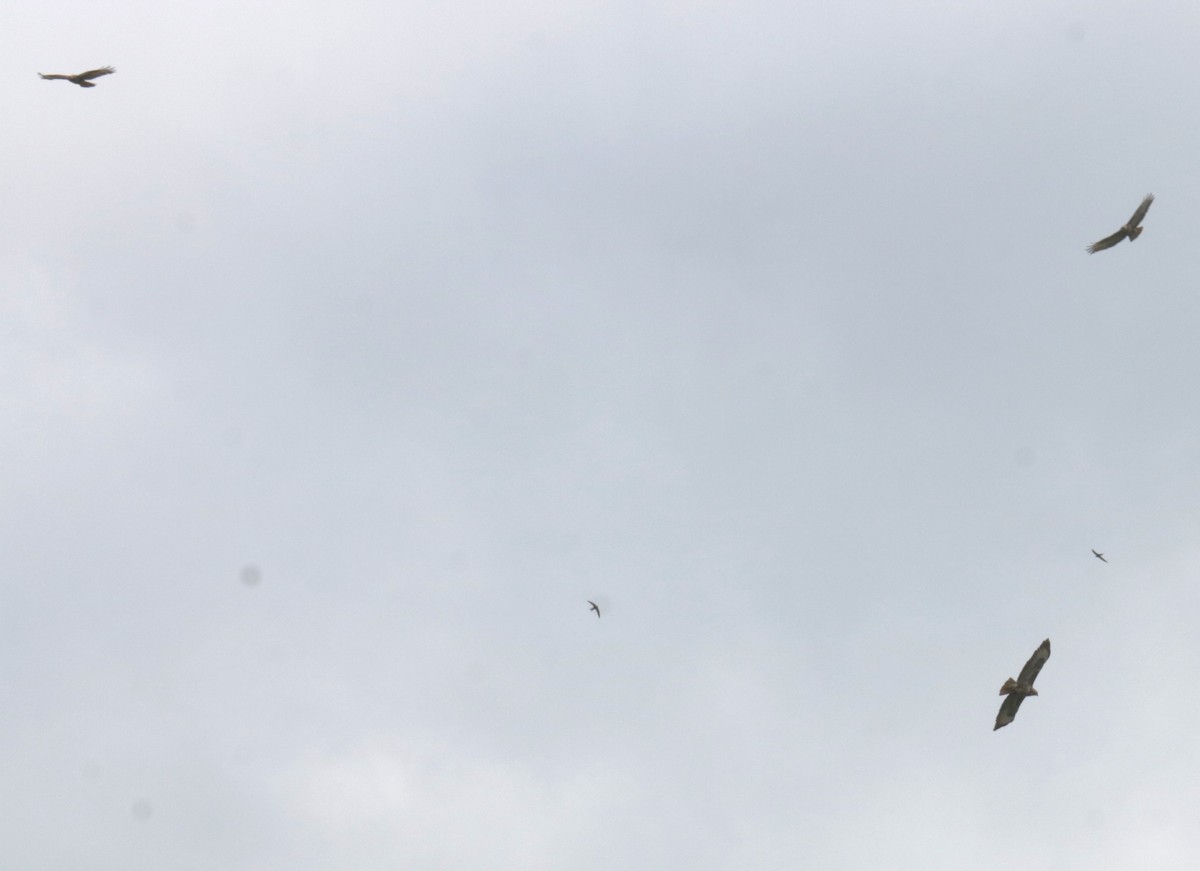 Common Buzzard - ML620133602