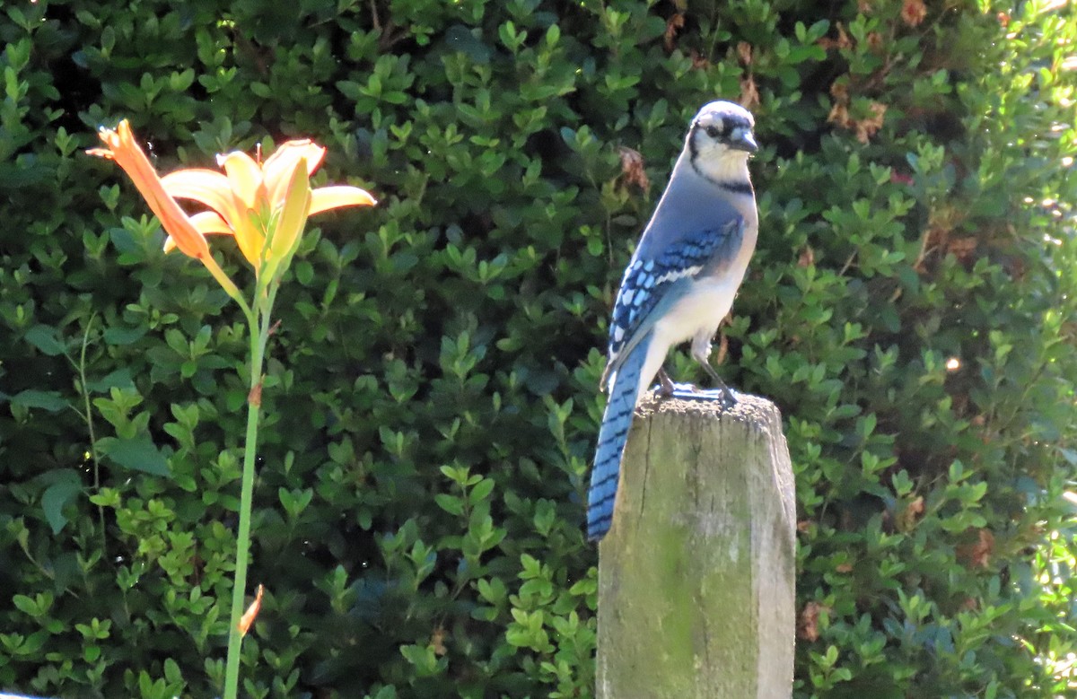 Blue Jay - ML620133604