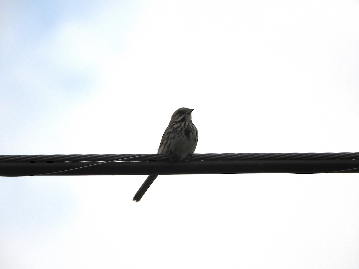 Song Sparrow - ML620133605