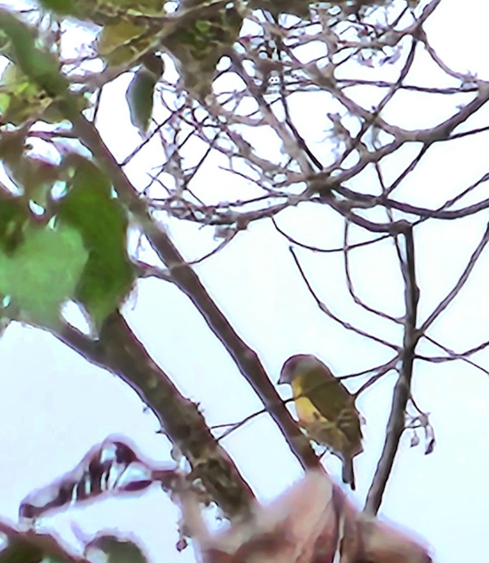 Краснобровый попугаевый виреон - ML620133606